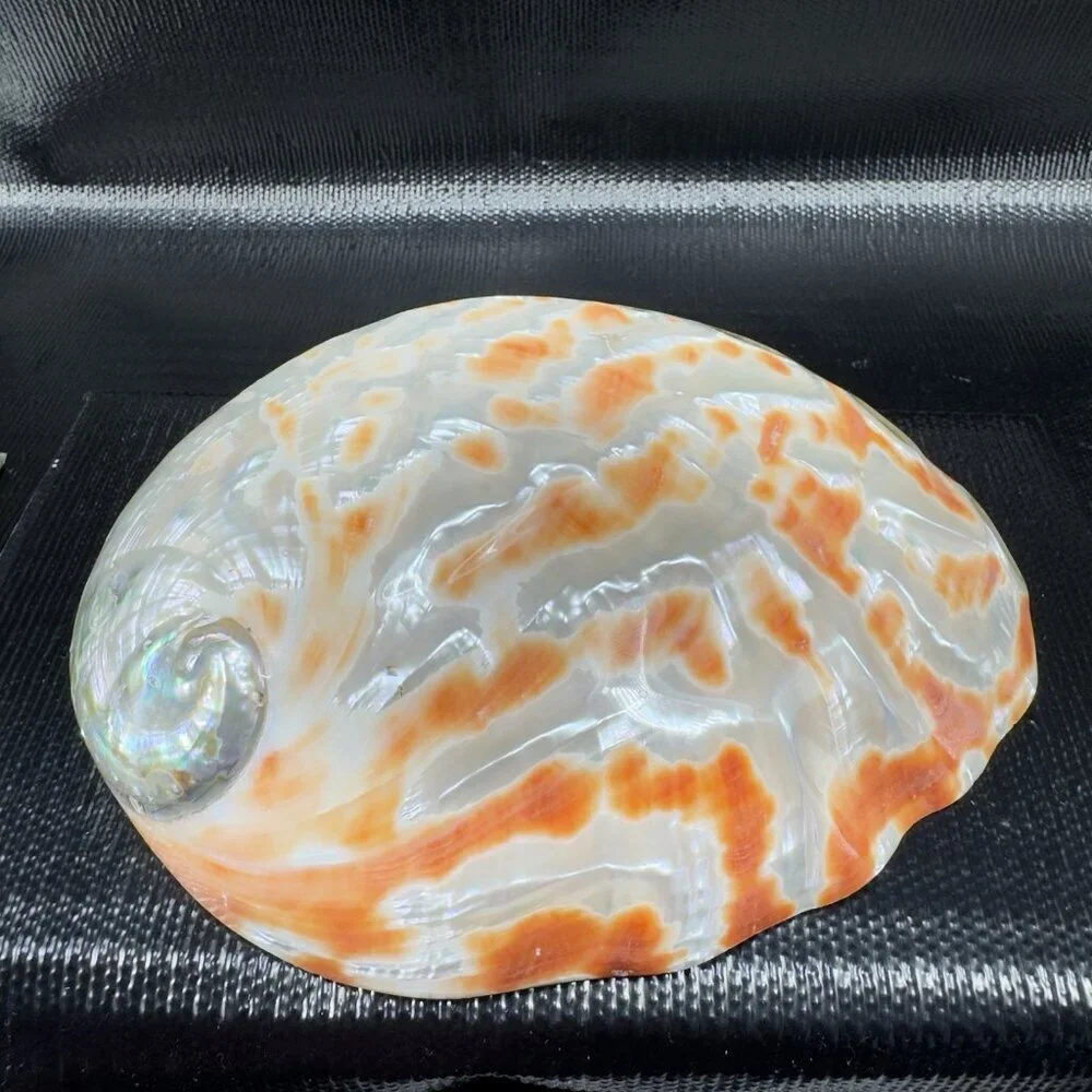 Natural Abalone Shell Large Dish Bowl Container Trinket Holder Iridescent Smooth
